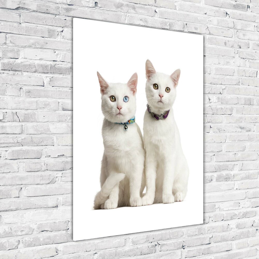 Vertikálny foto obraz akryl do obývačky Dve biele mačky