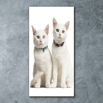Vertikálny foto obraz akryl do obývačky Dve biele mačky