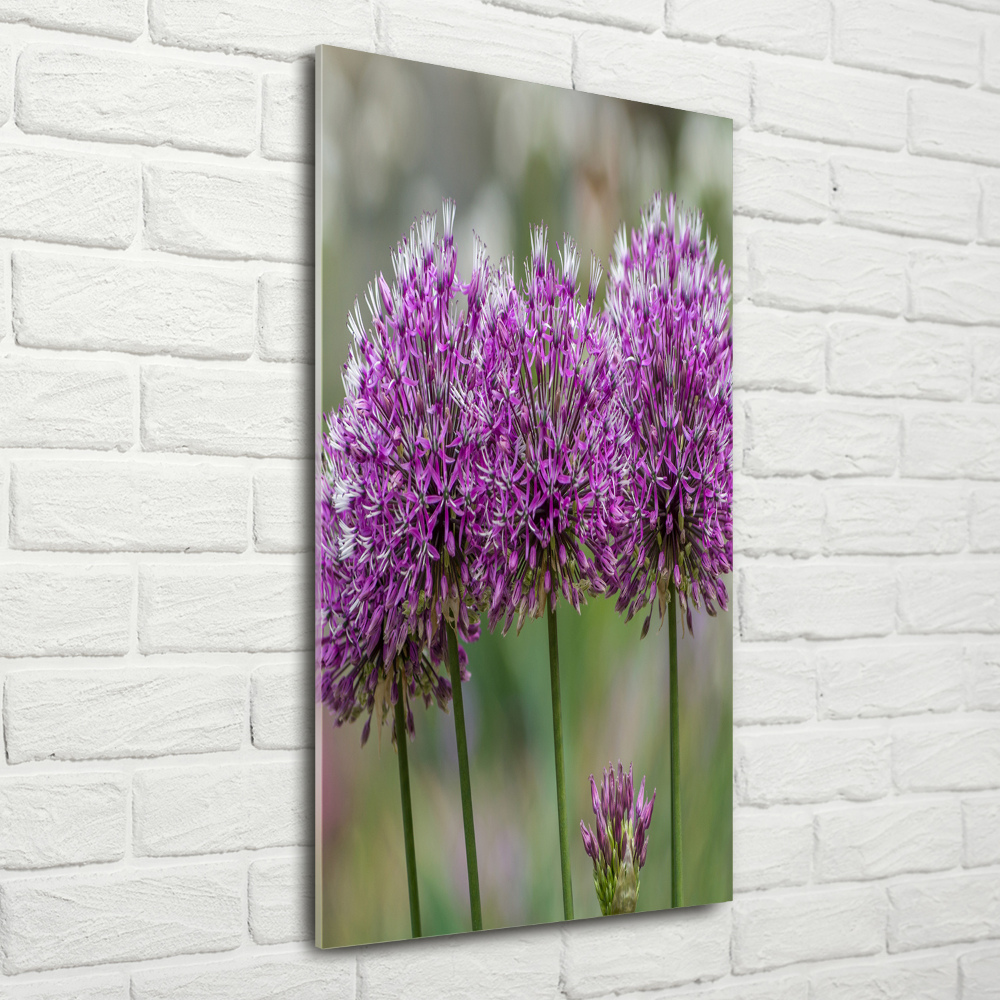 Vertikálny foto obraz akryl do obývačky Kvety cesnaku