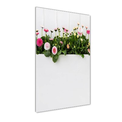 Vertikálny foto obraz akrylové sklo Ružové sedmokrásky