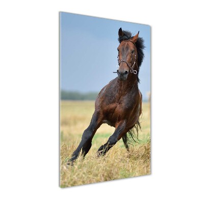 Vertikálny moderný akrylový fotoobraz Kôň na poli