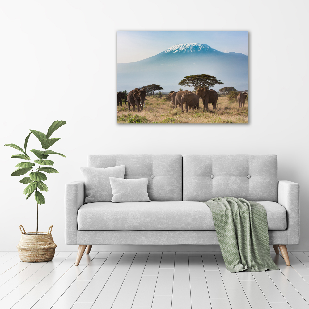 Foto obraz na plátne Slony Kilimandžáro