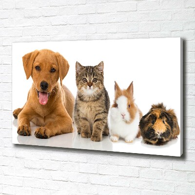 Foto obraz na plátne do obývačky Pes a mačka
