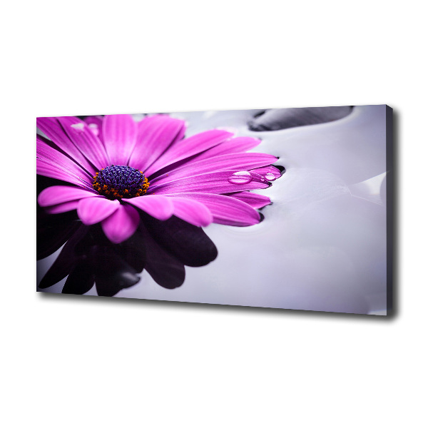 Foto obraz na plátne Gerbera