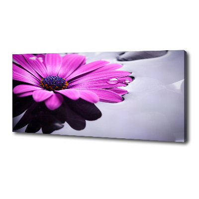 Foto obraz na plátne Gerbera