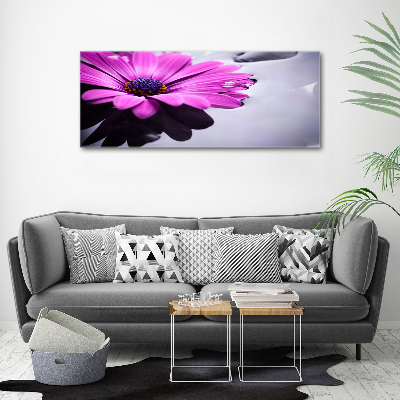 Foto obraz na plátne Gerbera