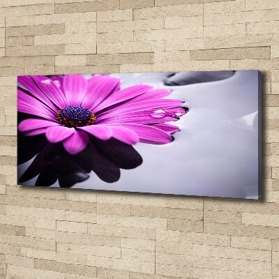 Foto obraz na plátne Gerbera