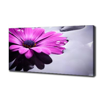 Foto obraz na plátne Gerbera