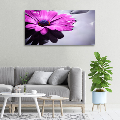 Foto obraz na plátne Gerbera