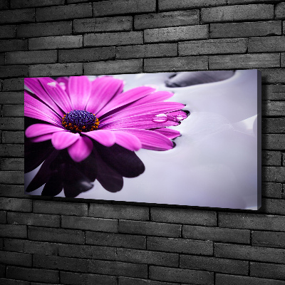 Foto obraz na plátne Gerbera