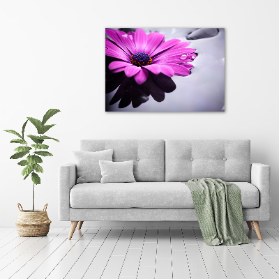 Foto obraz na plátne Gerbera