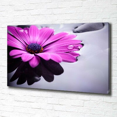 Foto obraz na plátne Gerbera