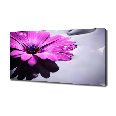Foto obraz na plátne Gerbera