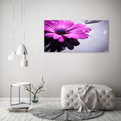 Foto obraz na plátne Gerbera