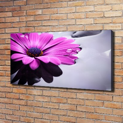 Foto obraz na plátne Gerbera