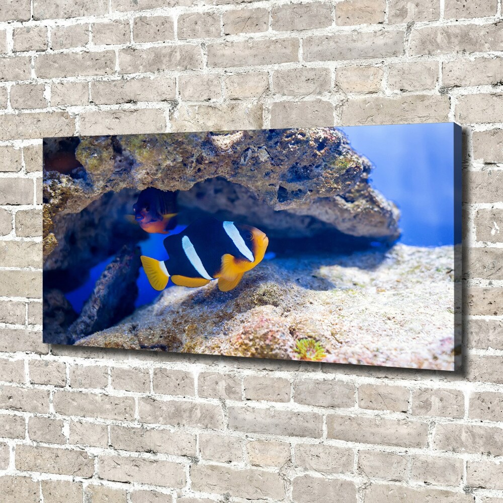 Foto obraz na plátne Tropická ryba