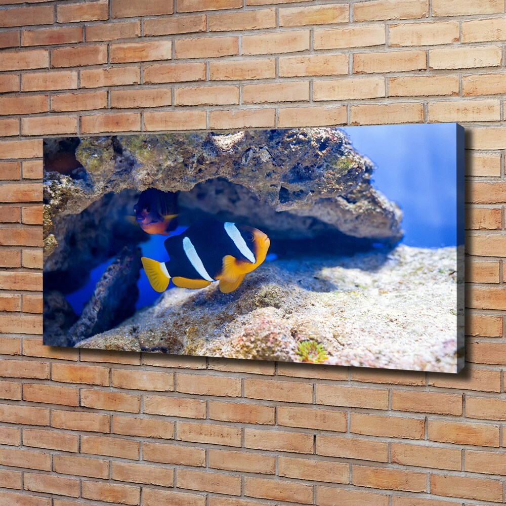 Foto obraz na plátne Tropická ryba