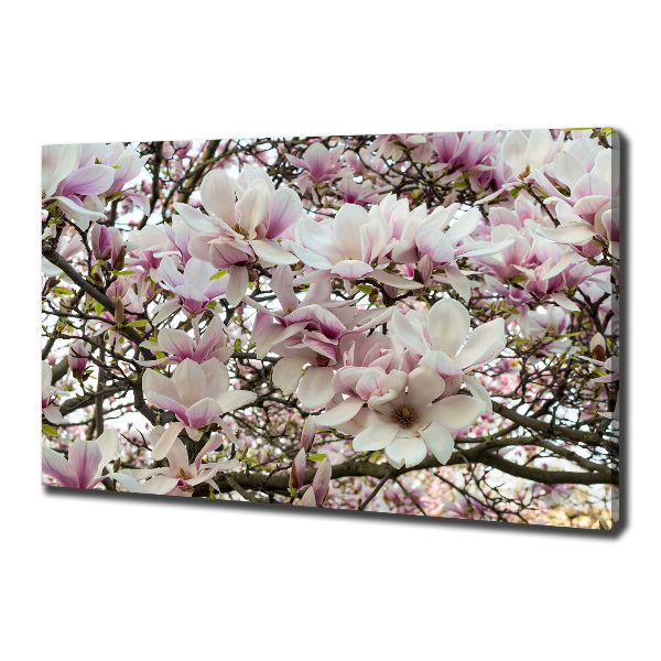 Foto-obraz canvas do obývačky Kvety magnolie