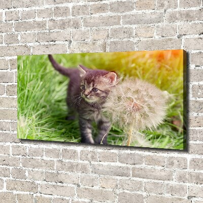Foto obraz na plátne Mačka púpava