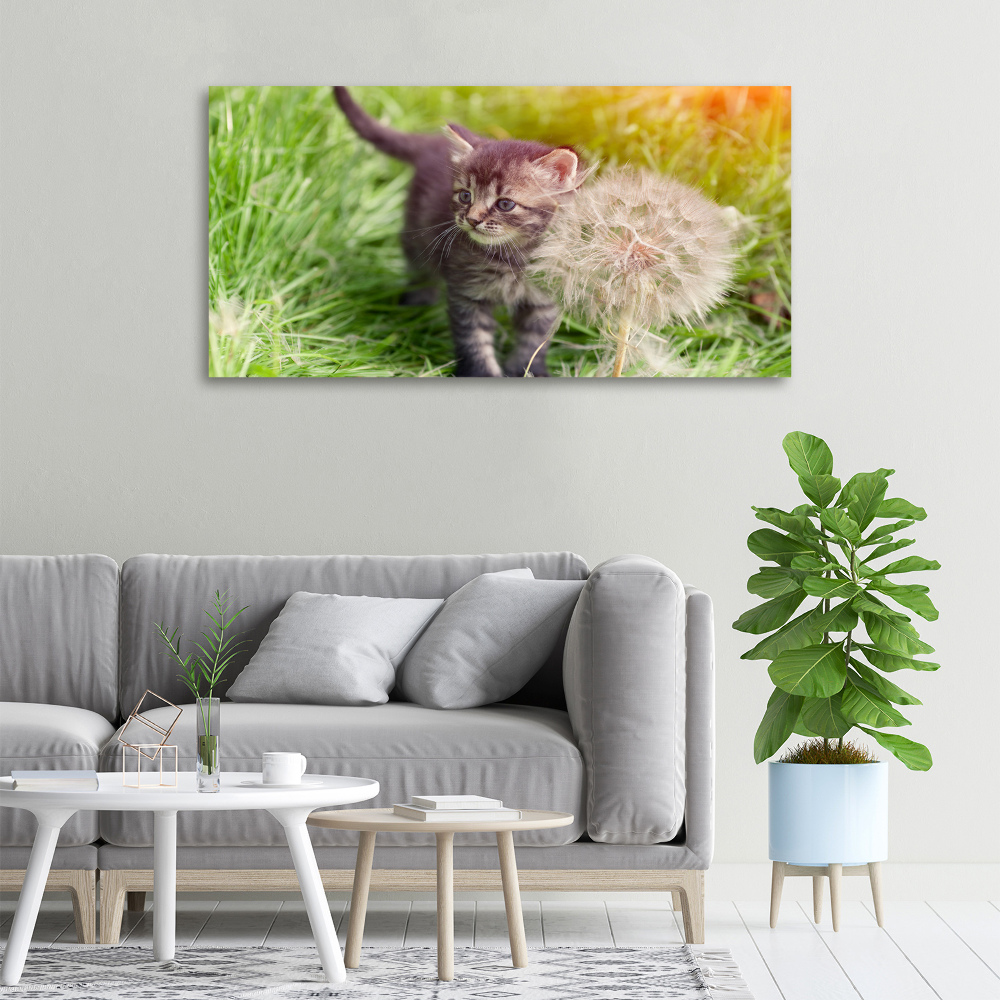 Foto obraz na plátne Mačka púpava
