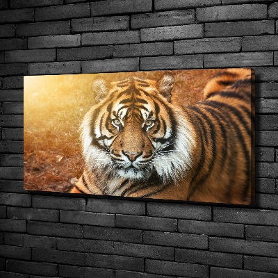 Moderný fotoobraz canvas na ráme Bengálsky tiger