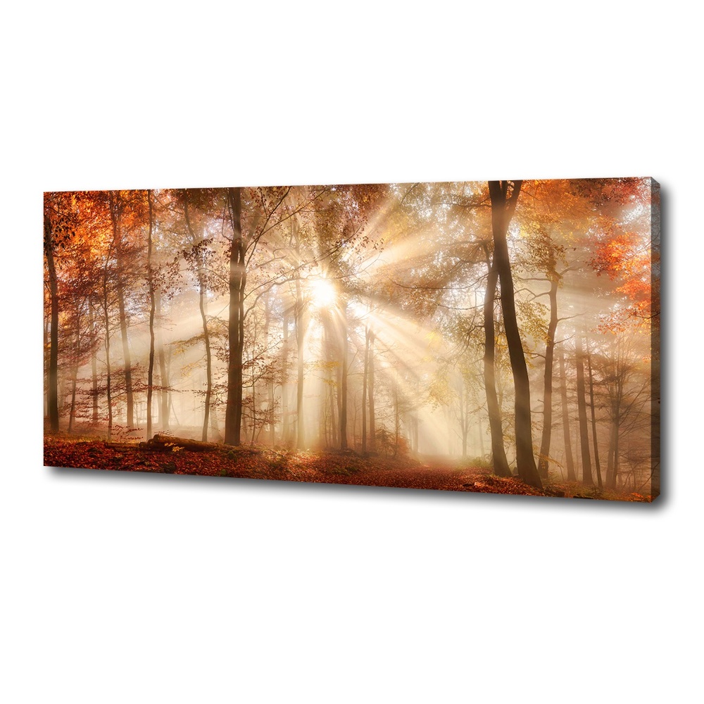 Foto obraz na plátne Hmla v lese jeseň