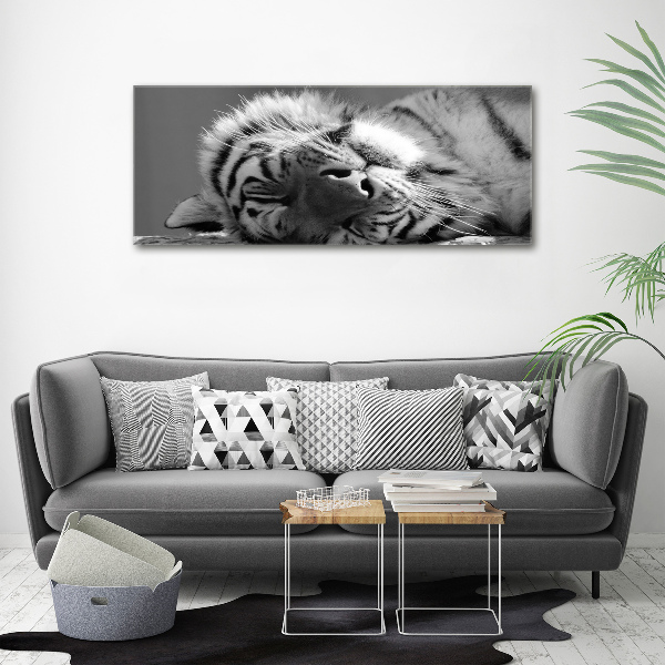 Foto obraz canvas Spiaci tiger