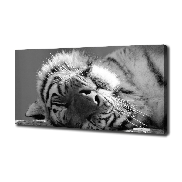 Foto obraz canvas Spiaci tiger