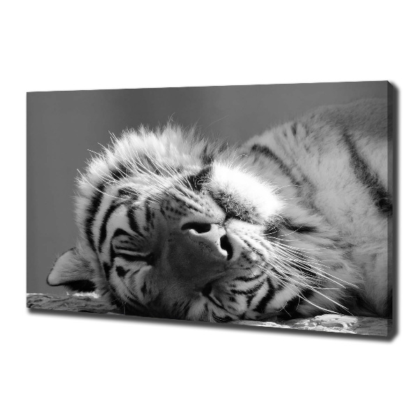 Foto obraz canvas Spiaci tiger