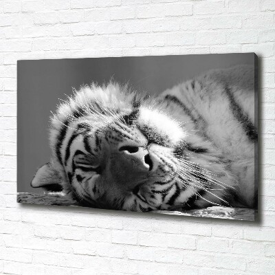 Foto obraz canvas Spiaci tiger