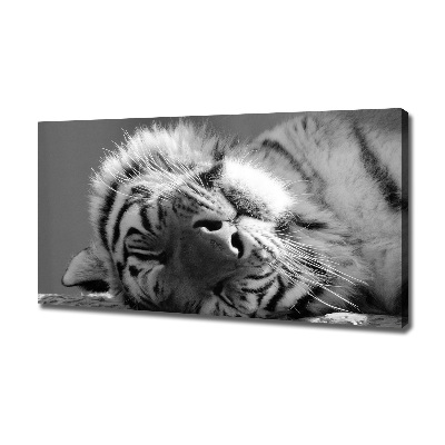 Foto obraz canvas Spiaci tiger