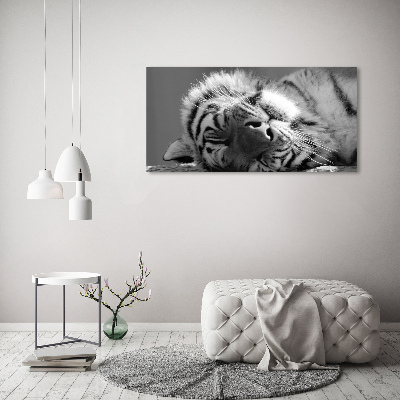 Foto obraz canvas Spiaci tiger