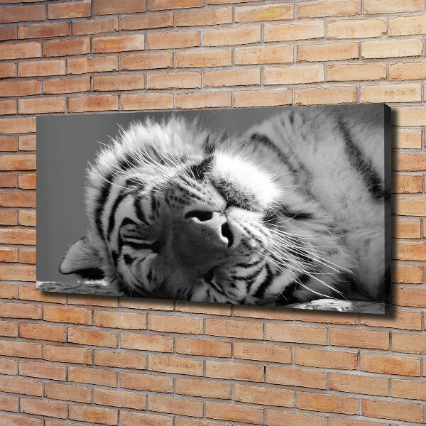 Foto obraz canvas Spiaci tiger