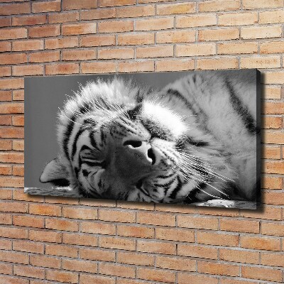 Foto obraz canvas Spiaci tiger