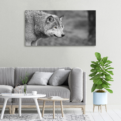 Foto obraz canvas Sivý vlk