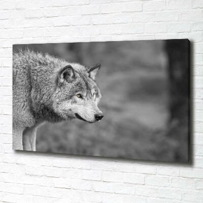 Foto obraz canvas Sivý vlk