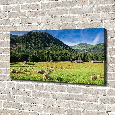 Foto obraz na plátne Ovce v Tatrách