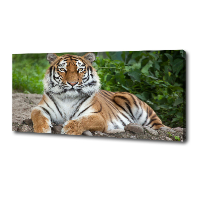 Foto obraz na plátne Tiger ussurijský