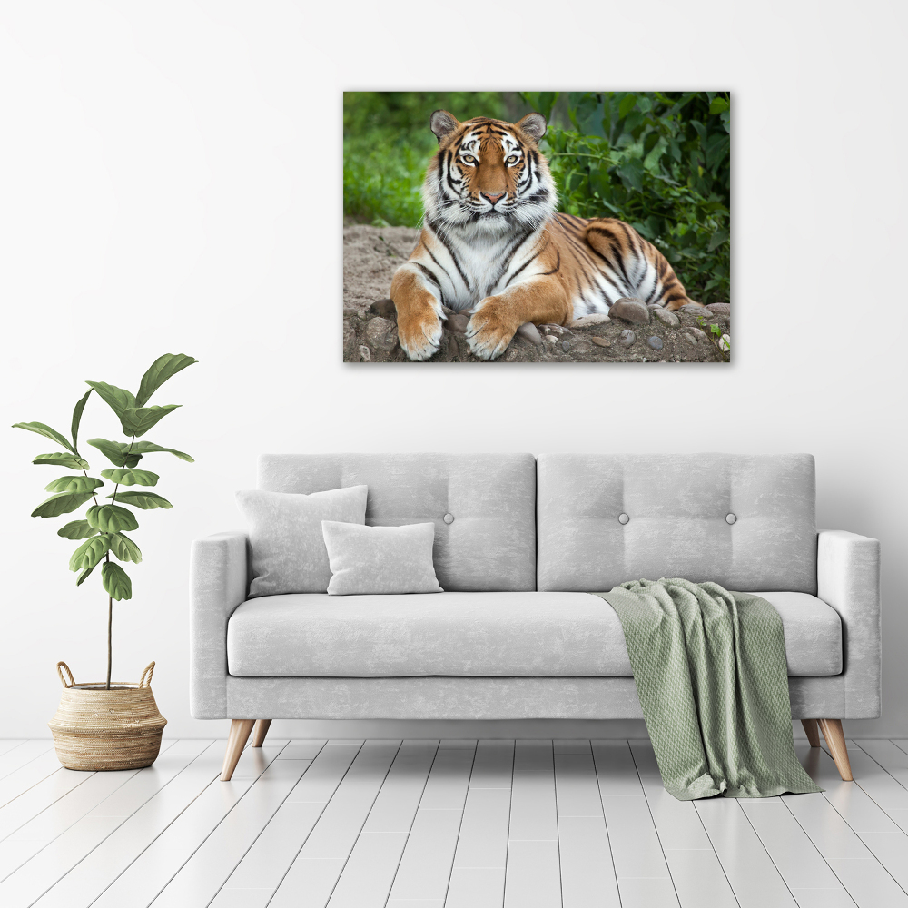 Foto obraz na plátne Tiger ussurijský