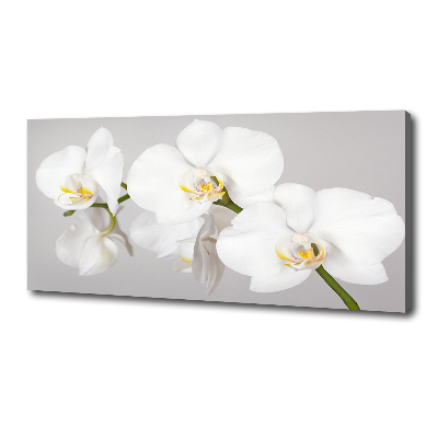 Foto obraz canvas Orchidea