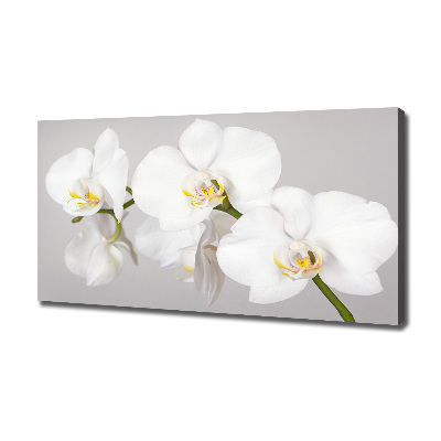 Foto obraz canvas Orchidea