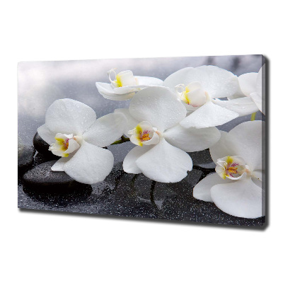 Foto obraz na plátne Orchidea