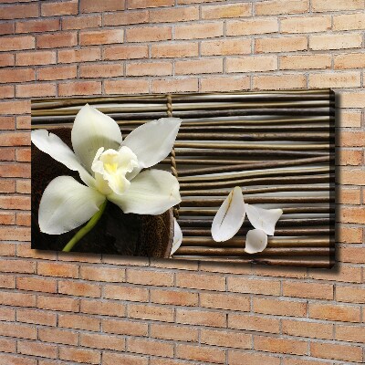 Foto obraz canvas Orchidea