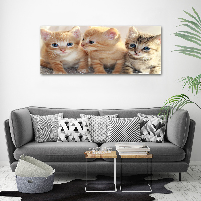 Foto obraz na plátne Malé mačky