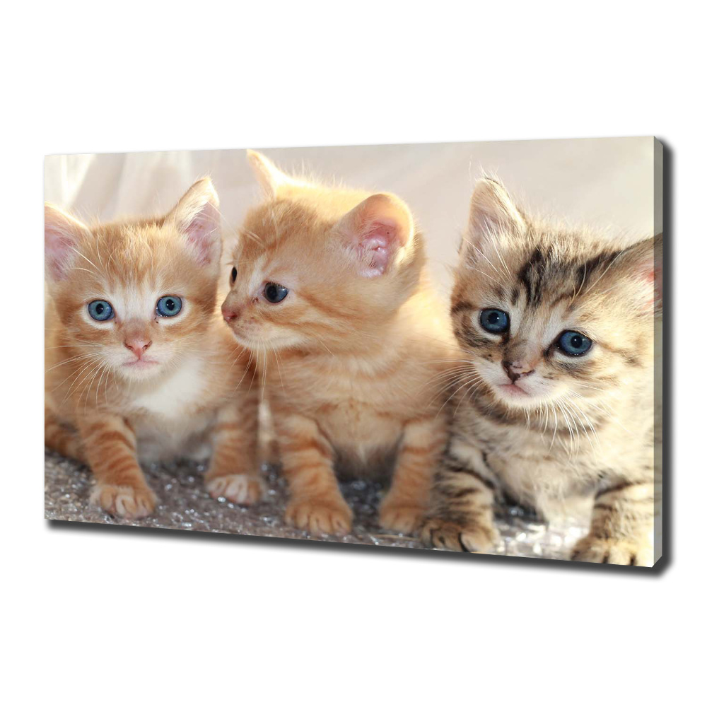 Foto obraz na plátne Malé mačky