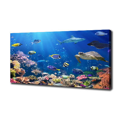 Foto obraz na plátne do obývačky Koralový útes