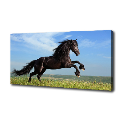 Moderný fotoobraz canvas na ráme Čierny kôň na lúke