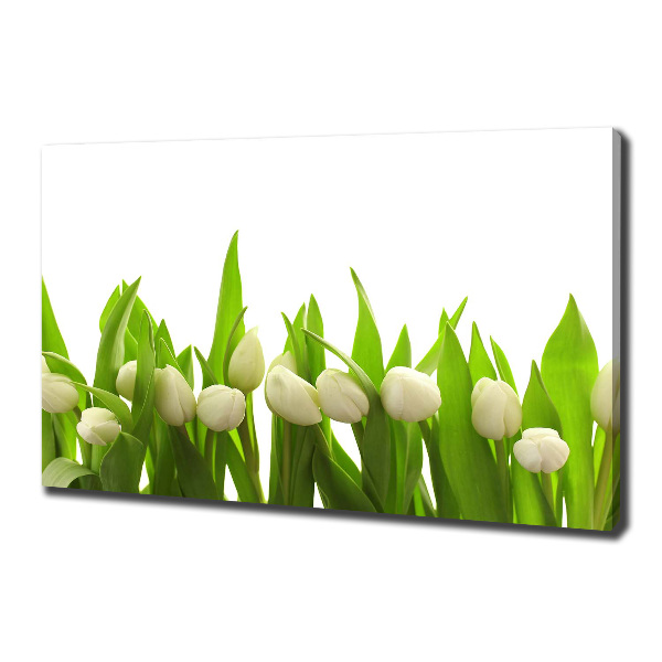 Foto obraz na plátne do obývačky Biele tulipány