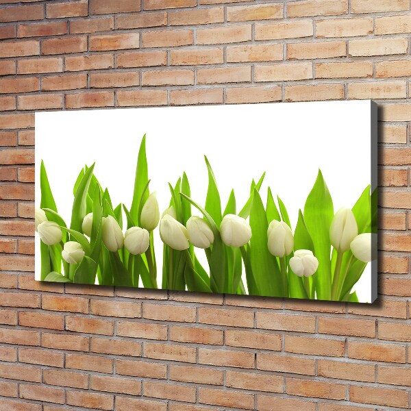 Foto obraz na plátne do obývačky Biele tulipány