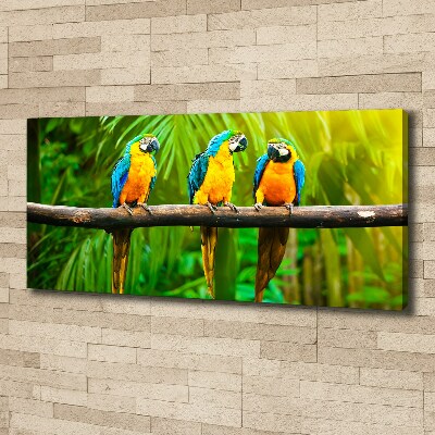 Moderný fotoobraz canvas na ráme Papagáje na vetve